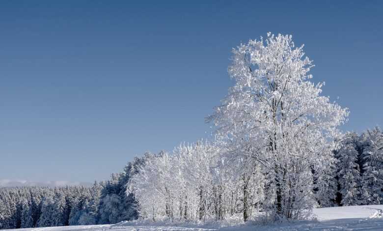 winter, forest, fir trees