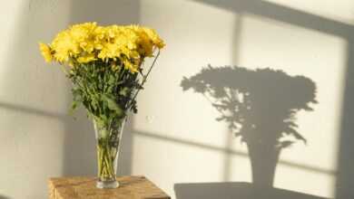 Bouquet of bright yellow chrysanthemums in glass vase casting shadow on wall in daylight