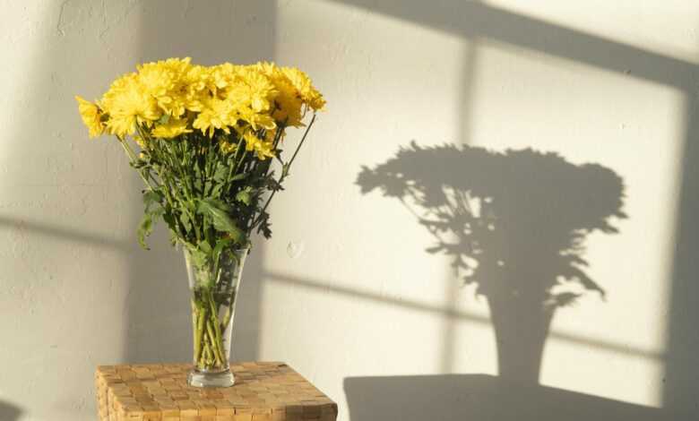 Bouquet of bright yellow chrysanthemums in glass vase casting shadow on wall in daylight