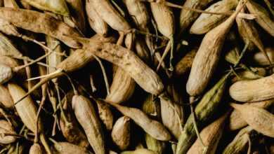 An Abundance of Harvested Dried Radish Pods