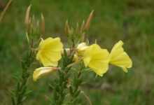 common evening primrose, blossom, bloom, yellow, oenothera biennis, ordinary evening primrose, evening primrose plant, onagraceae, neophyte, ornamental plant, lemon yellow, bud, evening primrose, oenothera biennis, oenothera biennis, oenothera biennis, oenothera biennis, oenothera biennis, evening primrose, evening primrose, evening primrose, evening primrose, evening primrose