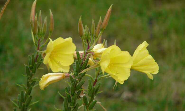 common evening primrose, blossom, bloom, yellow, oenothera biennis, ordinary evening primrose, evening primrose plant, onagraceae, neophyte, ornamental plant, lemon yellow, bud, evening primrose, oenothera biennis, oenothera biennis, oenothera biennis, oenothera biennis, oenothera biennis, evening primrose, evening primrose, evening primrose, evening primrose, evening primrose