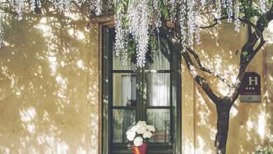 dining set under tree