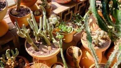 green cactus plants on brown clay pots