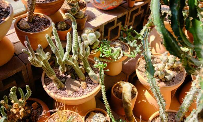 green cactus plants on brown clay pots