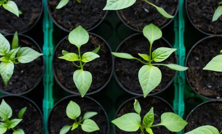 a close up of a bunch of plants in pots