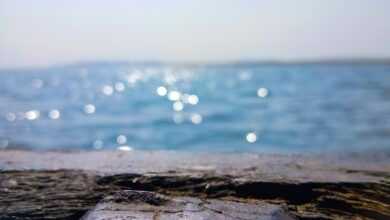 a close up of a piece of wood with water in the background