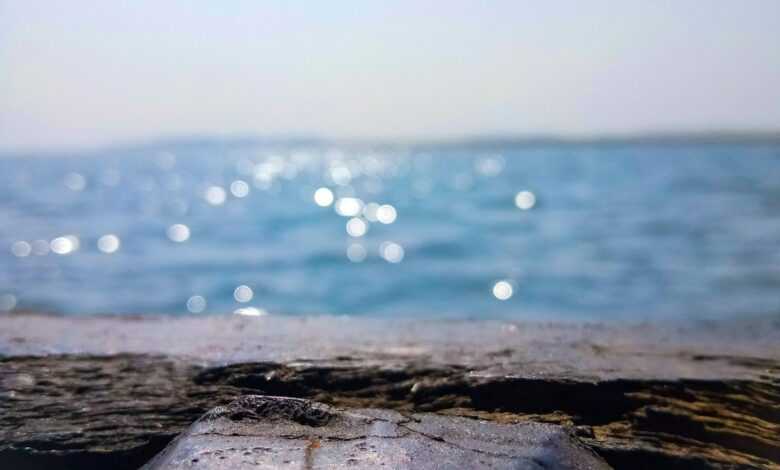 a close up of a piece of wood with water in the background