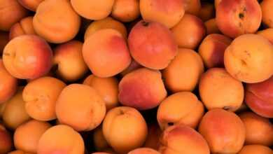 yellow and red round fruits