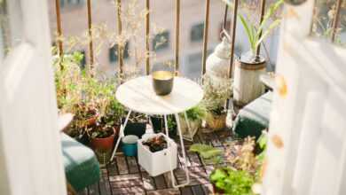 garden on terrace during daytime