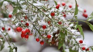 heavenly bamboo, nandina, berry