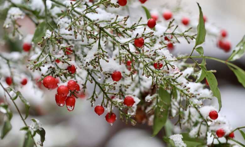 heavenly bamboo, nandina, berry