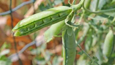 pea, seed pod, plant