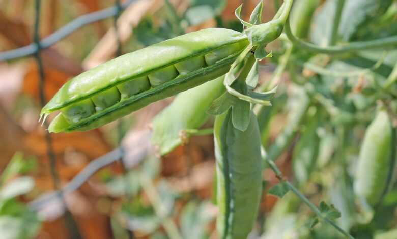 pea, seed pod, plant