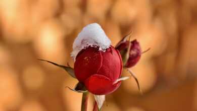 rosebud, flower, snow