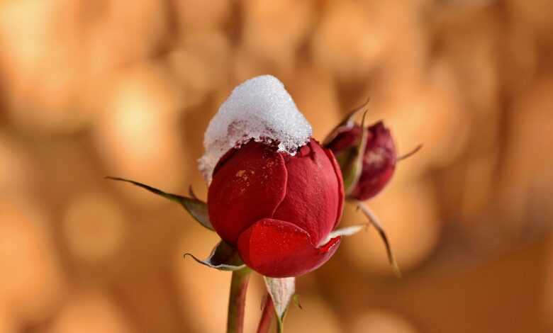 rosebud, flower, snow