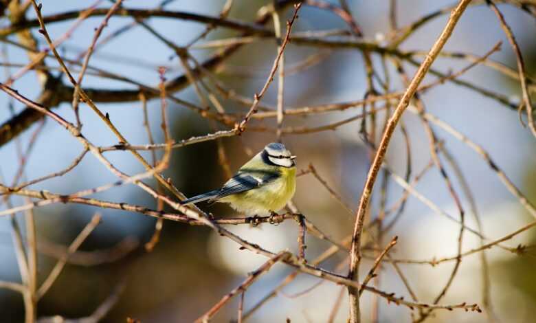 bird, blue tit, branches