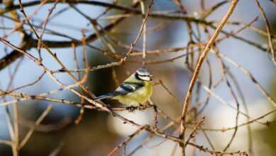 bird, blue tit, branches