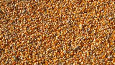 Orange Corn Kernels