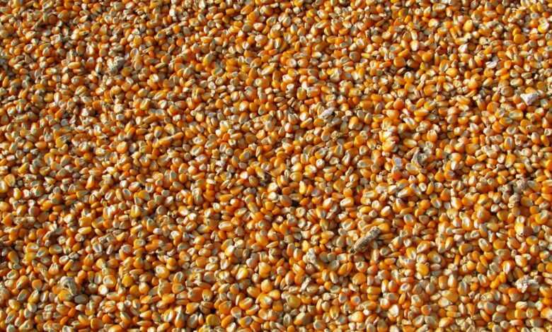 Orange Corn Kernels