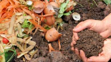 compost, ecology, waste