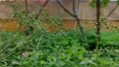 green, plant, parsley