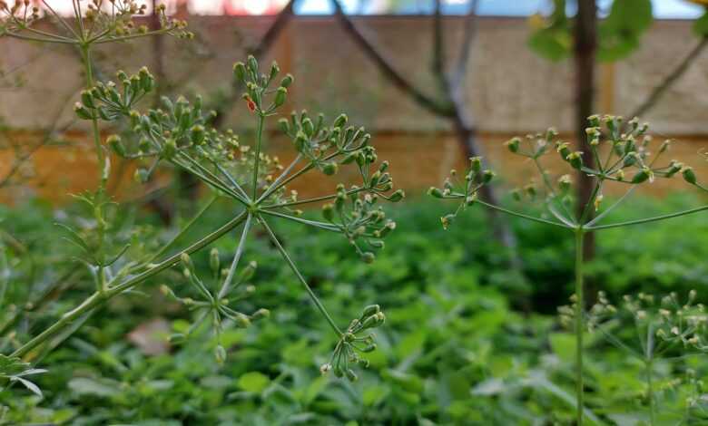 green, plant, parsley