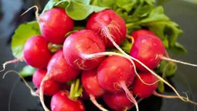 radishes, vegetables, harvest