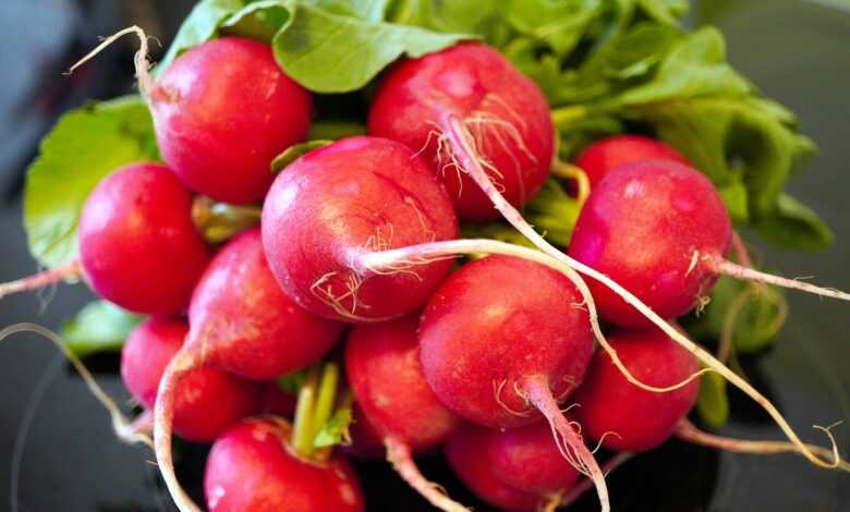 radishes, vegetables, harvest