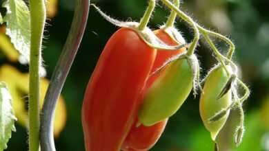 tomato, bush tomato, vegetables