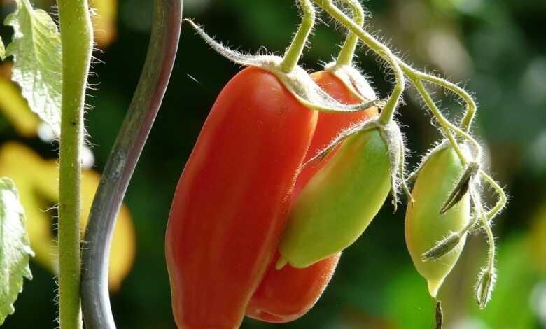 tomato, bush tomato, vegetables