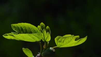 leaves, fig leaves, green leaves, nature, green, plant, branch, garden, ficus, spring, grow, backlighting, sicily, italy, young, growth, season, mediterranean, paradise, lighting, fresh, light, text field, tree, leaves, green, green, spring, spring, spring, spring, spring, grow, paradise