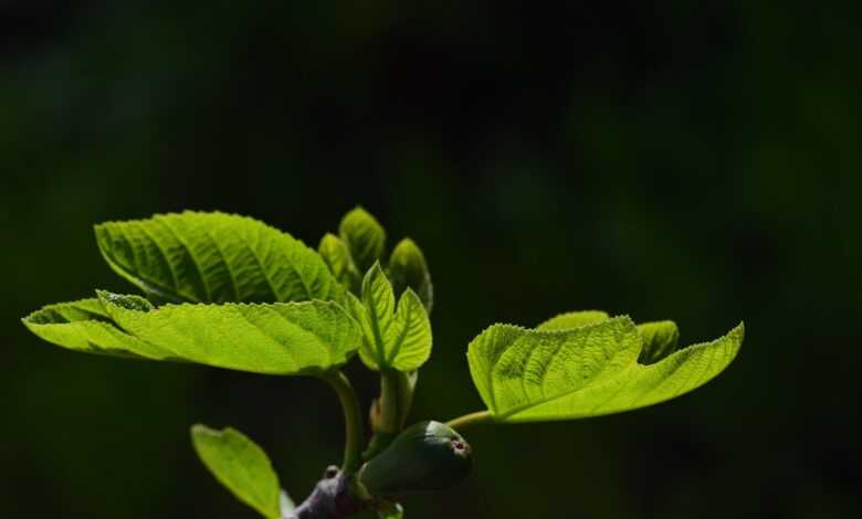 leaves, fig leaves, green leaves, nature, green, plant, branch, garden, ficus, spring, grow, backlighting, sicily, italy, young, growth, season, mediterranean, paradise, lighting, fresh, light, text field, tree, leaves, green, green, spring, spring, spring, spring, spring, grow, paradise