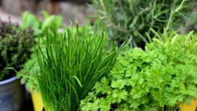 herbs, garden, herb garden