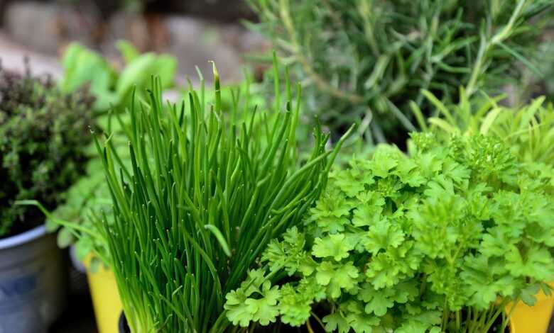 herbs, garden, herb garden