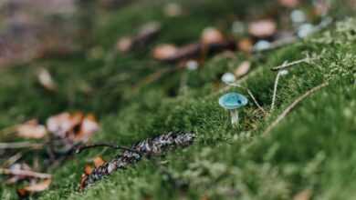 nature, mushroom, meadow