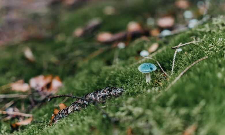 nature, mushroom, meadow