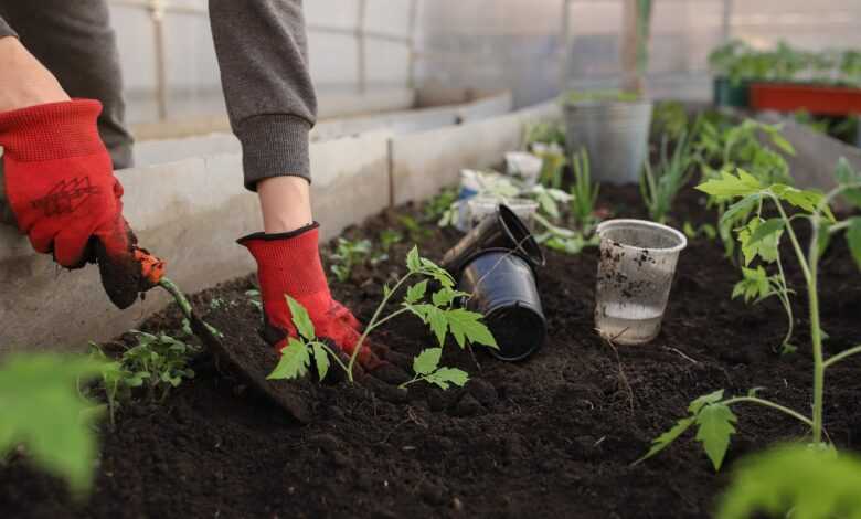 greenhouse, planting, spring, beautiful flowers, beds, woman, girl, seedlings, tomatoes, plants, peppers, pots, earth, black soil, flower wallpaper, nature, garden, vegetable garden, shovel, flowers, vegetables, fruits, home, flower background, young, boring