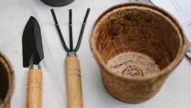 Gardening tools with potted blooming succulent