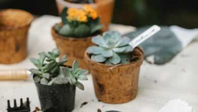 Gardening tools placed near potted succulents in garden