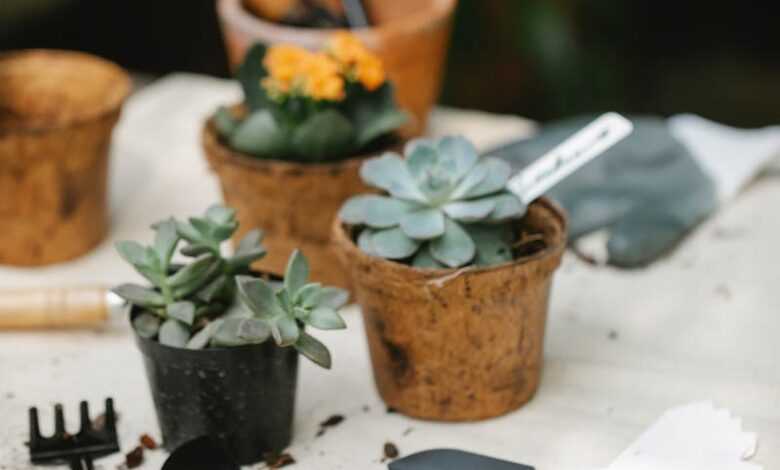 Gardening tools placed near potted succulents in garden