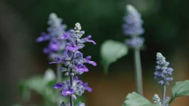 Blooming flowers of plant with green leaves