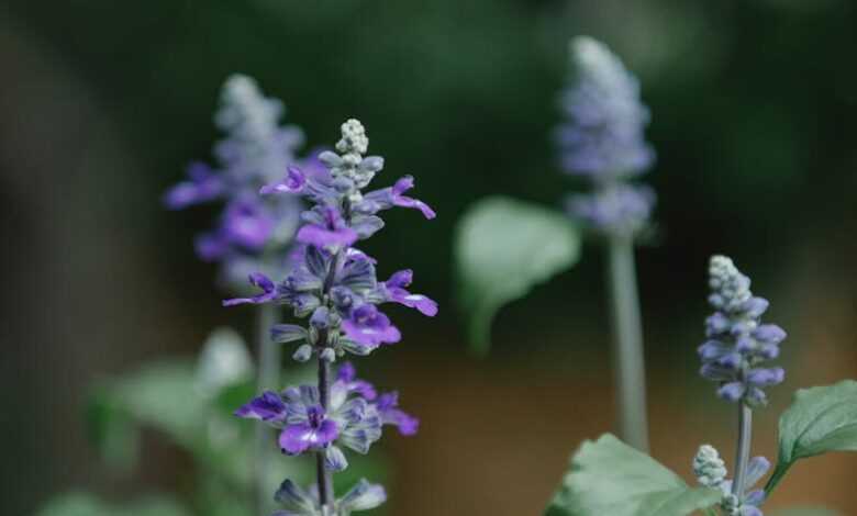 Blooming flowers of plant with green leaves