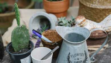 From above of potted plants placed on wooden table with watering can near cactus and gloves near scissors in botanical garden