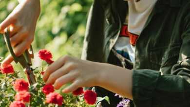 Ethnic woman cutting stems of flowers