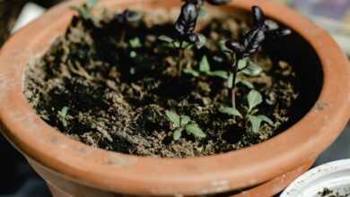 A Close-Up Shot of a Potted Seedling