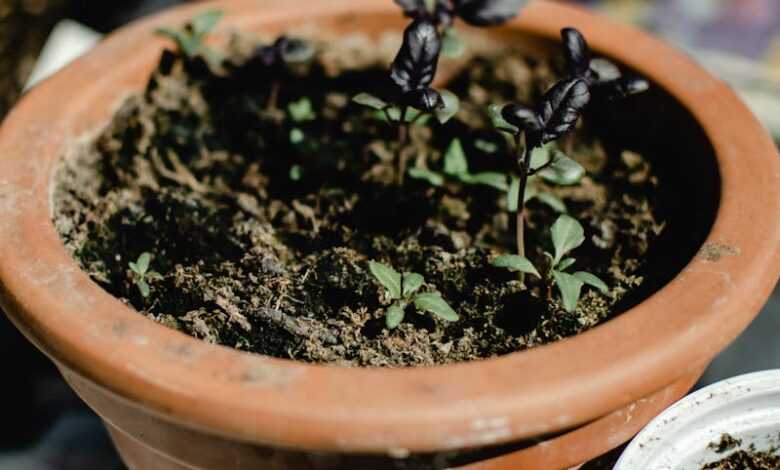 A Close-Up Shot of a Potted Seedling