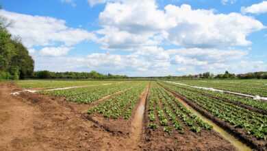 field, salad, icy