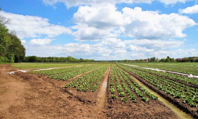 field, salad, icy