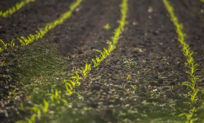 field, cultivation, plants, grass, meadow, landscape, flora, nature, rural, agriculture, arable, plantation, arable land, farm, farmland, closeup, agriculture, agriculture, agriculture, agriculture, agriculture, plantation, farm, farmland